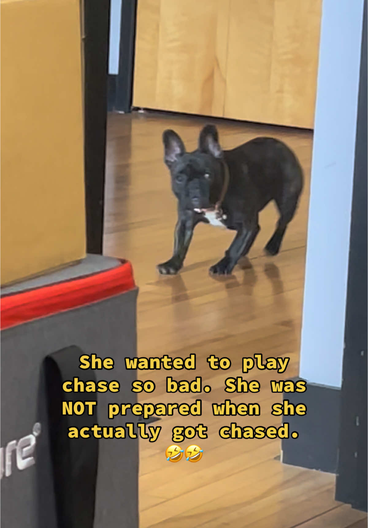 That sideways run 🤣 Don’t worry, she’s fine. #creatorsearchinsights #dogsoftiktok #funnydogs #funnypets #sweetpuppy #puppytiktok 