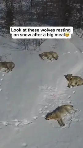 Check out our adorable wolf bracelet in the bio! With each purchase, 25% of the proceeds are donated to trusted wildlife charities dedicated to saving wolves worldwide. Your support can make a real difference! Shop now and help make an impact! Website: wildliferescuers.shop  After a large meal, wolves often rest or take a nap on the snow, which serves as a natural cooling surface. Digestion generates heat, and for wolves, the cold snow helps regulate their body temperature, preventing them from overheating as they process the heavy intake of food. Wolves’ thick fur and natural adaptations allow them to lie on the snow comfortably, and the calm that follows a meal makes this environment ideal for rest. This behavior conserves their energy, letting them focus on digestion and helping them be ready for their next hunt. Video #1 credit unknown  please DM us for credit  #animal #cuteanimals #animallovers #wolf #cutewolf #wolflove #wolfsleeping #sleepywolf 