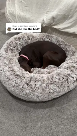 Replying to @Jennifer I’d say she loves it! A $70 well spent! 🐶🩷 #nova #doberman #dogsoftiktok #petsmart #dogbed #sleeping #nightroutine @PetSmart 