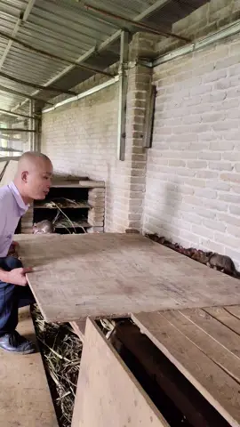 Cẩn trọng với đặc sản chuột đồng #chuotdong