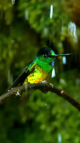 Inca ventridorado - Endémico de Colombia 📸🇨🇴 #naturaleza #colibri #endemic #colibri #birdsofinstagram 