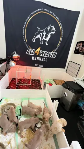 #all4wealthkennel #taperbymike #pupsoftiktok #puppy #funnydogs #americanbully #dogbreedsoftiktok #dogbreeder #puppies #newbornpuppies #whelpingpuppies 