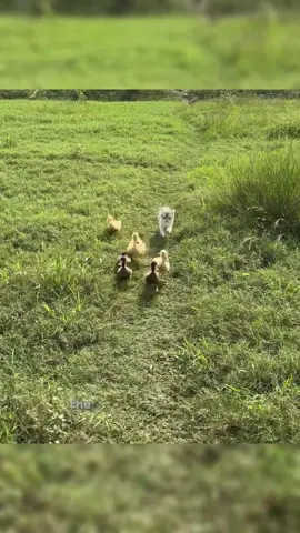 Kitten guide and duckling tourists.🐱🦆#tiktok #foryou #animal #cute 