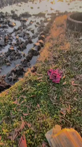 ⛅ #petaniindonesia🇮🇩🇮🇩🇮🇩🌿🌿                                 #traktorsawah                    #petanimuda  #sunset 