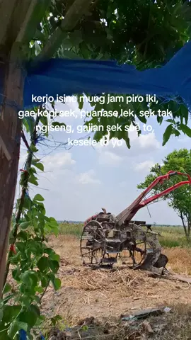 panase poll gusti #teamngiwomadang #nglukusawah #petani #jokitraktor #laguminang #fyp 