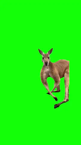 Kangaroo flexing Meme Green Screen  #meme #greenscreen #discord #kangaroo #flex #gym 