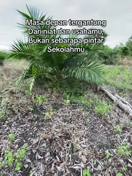 #sawit #sawitontiktok #bosmuda #storywa #petanimuda #sawitbalap #kelapasawit #kebunsawit #tokesawitmuda #sawitkalimantan #kalimatanbarat #fyppppppppppppppppppppppp 