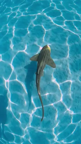Believe it or not, Australia's oceans aren't filled with dangerous and ferocious sharks! Zebra sharks (Stegostoma tigrinum) are considered harmless because they are sluggish, slow-swimming, and feed primarily on molluscs. 🎥 Brooke Pyke #shark #sharks #zebrashark #leopardshark #australia #seeaustralia #underwater #sealife #marinelife