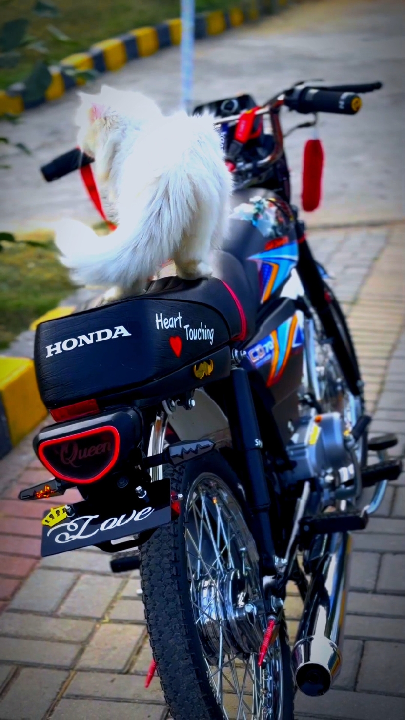Look  ❤👑🥹#dadyalazadkashmir #bikelover #qureshidecoration #fyp #cd7t #cs #500k #its_shamu_303 #viewsproblem #foryouu #bikelife @𝑺𝑨𝑩𝑶𝑶𝑹 𝑺𝑨𝑻𝑻𝑰 @hamza_125zr @👑_𝐙𝐄𝐄𝐒𝐇𝐀𝐍_❤️ @Faizi🦅 @ᴀ ꜱ ᴅ ɪɪ ⚡️ @M A H I👑 @ɴ ɪ ɴ ᴊ ᴀ 𒆜 