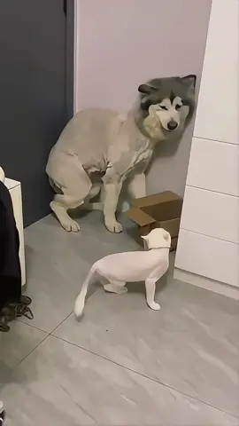 Cat and dog fighting is so cute#🤣 #cat #funny #pet #cutebaby #cute 