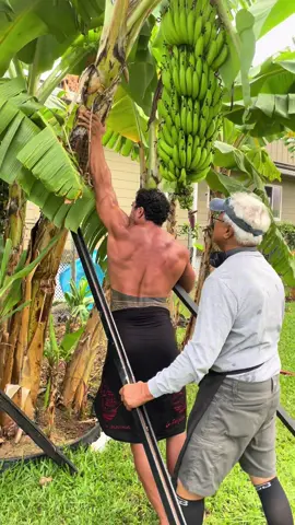 Look how big this banana bunch is 😳 No wonder this tree fell down last night.