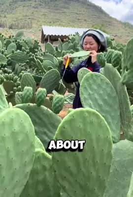 Why China Embraces Cactus Cultivation Today 🌵🇨🇳 #CactusCultivation #ModernAgriculture #SustainableFarming #GreenInitiatives #ChinaAgriculture #EcoFriendlyFarming