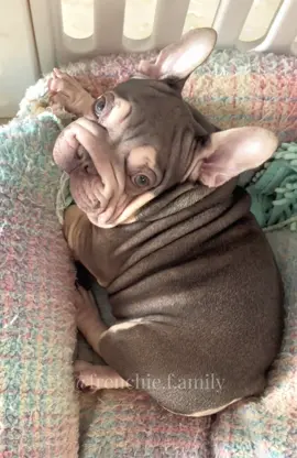 Is this little hippo with its own colored contact lenses what you dream of? #frenchbulldog #frenchiesoftiktok #cutepet #lilactan #bigrope #puppy #baby #fyp 