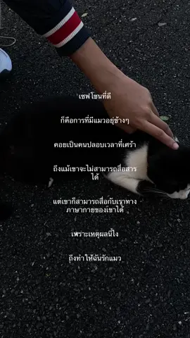 รักแมว ไม่เจ็บซักวัน ♥️🐱#เธรดความรู้สึก #เธรดความรัก #เธรดเพลง #เธรดแมว 
