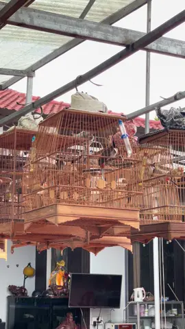 Phách đấu có 102 #huynhvantinh #xuhuong #thinhhanh #chimchaomao #chaomaohotdau #chaomao #chaomaoboi 