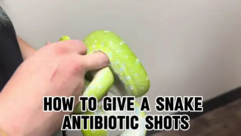 When I took the Green Bean in for a tooth infection. The tooth is at the very end of the video. It was no longer connected but still stuck in her mouth. She still has 6 more shots to go but last shot I opened her mouth up and it no longer looked red.  Merch for sale on my website (You have to look it up) www.blacklakereptiles.com  I do have exclusive content. Subscribe on instagram, Patreon or Facebook.  #gtp #aru #biak #greentreepython #python #pythons #snake #snakes #snek #reptile #reptiles #reptilesofinstagram #reptilelover #reptilekeeper #pet #pets #daily #instagram #tiktok #reels #cute #fun #happy #ballpythonsoftiktok #boise #idaho #funny #sorong 