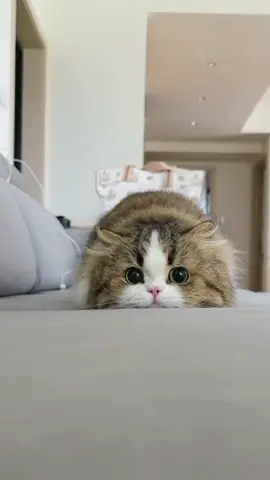 #猫動画 #可愛いペット #cat #猫好きさんと繋がりたい #猫のいる暮らし 
