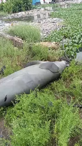 A kind of dolphin (Manatee) 🐬 was caught at ferry area of Oworonshoki by locals. Sadly the manatee was eventually butchered and share amongst locals. We camnot upload the remaining video here. Check our IG page @oworotv to see. We should do better and be kind to animals.