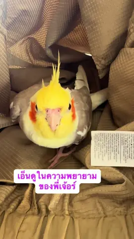 I admire your diligence in practicing singing. Even though you are a little shy and your singing is not very clear, your effort is 100%.Love you Ginger🐥❤️ เอ็นดูในความพยายามฝึกร้องของพี่เจ้อร์ ร้ากกกนาง🐥❤️ #gingerจิงเจอร์ปุ๊ดๆ #originalcookiesinger #cockatiel #cockatielsofinstagram #cockatoo #cockatielsofinstagram #petlovers #petfriendly #เด็กชายจินตนาการ #เด็กหญิงจงรัก #คอคคาทีล 