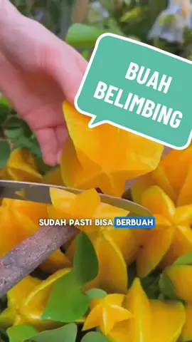 Benih Belimbing Tanaman yang Cepat Sekali Berbuah #fyp #bibit #soundviral #bibitsuperr #benihbelimbing #bibitbelimbing #belimbing