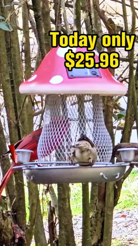 #mushroomdecor #birdfeeder #fairydecor #mushroombirdfeeder #birdfeed #bird #birdtok #solarpowered #loveit #mushroom#fyp #tiktokshopping