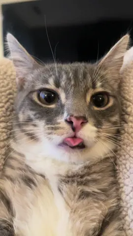 how olds is the creature? (shes still just a bahby) #fyp #cattok #catsoftiktok #blep #blepcat #tabbycat 