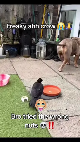 #animal #dog #funnyvideos #donpollo #foryou #funny #foryoupage #viral #billcollector #hilarious #dogs #funnyvideo 