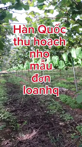 tư vấn xklđ, du học, du lịch, thời vụ Hàn Quốc  #thoivunuocngoai #dulichlaodong #xkld #trainghiem 