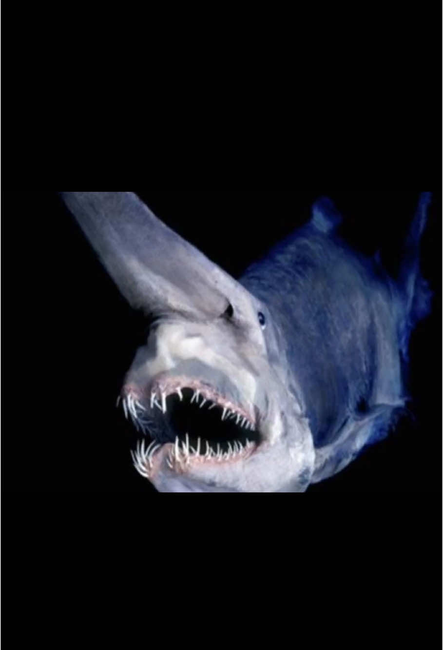 Goblin Shark - The Ocean’s Living Fossil #animals #animalsoftiktok #fyp #fypシ 