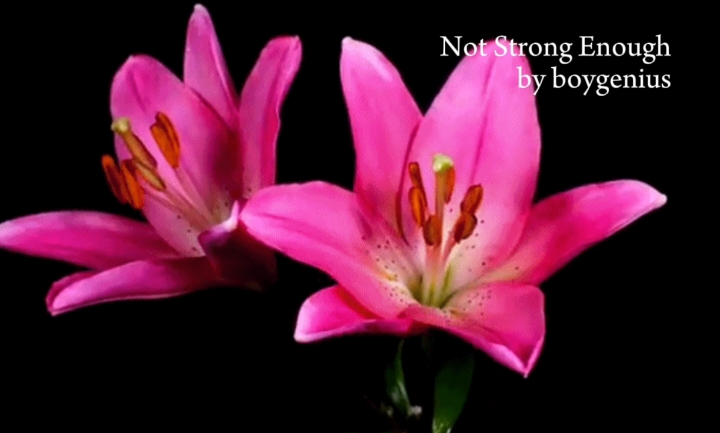 always an angel, never a god . . tradução alterada . . #fypシ #alwaysanangelneveragod #tipografia #boygenius #fyp #viral #speedup #fy #speedsongs 