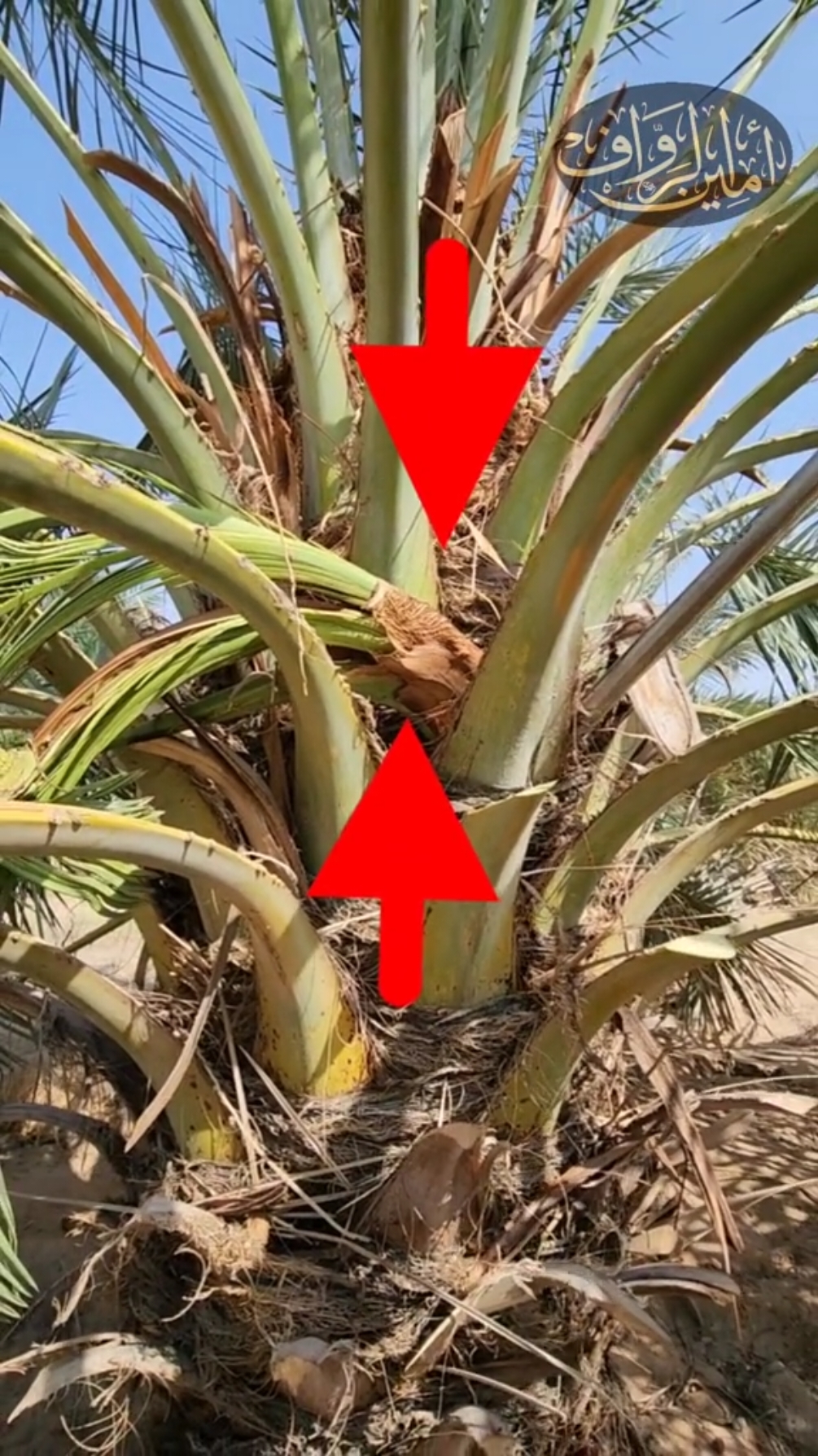 زراعة_نخيل #نخيل #زراعة #بذور 