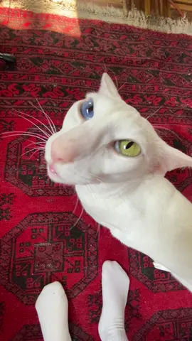 slim and athletic #handsome #normancat #orientalshorthair #catsoftiktok 