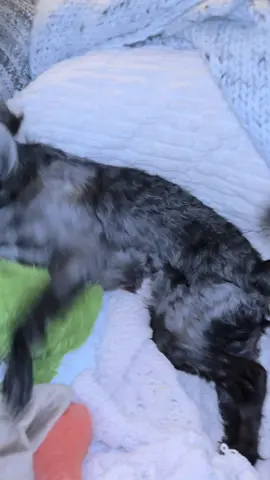 Playtime  #chdogs #rescuedogs #rescuelife #couchcritter #dogfamily #fyp #cerebellarhypoplasia 