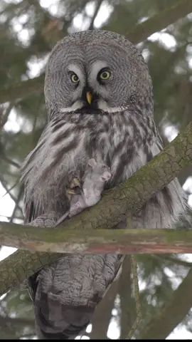 Great Gray owls🦉#fyp #birds #wildlife #owl 