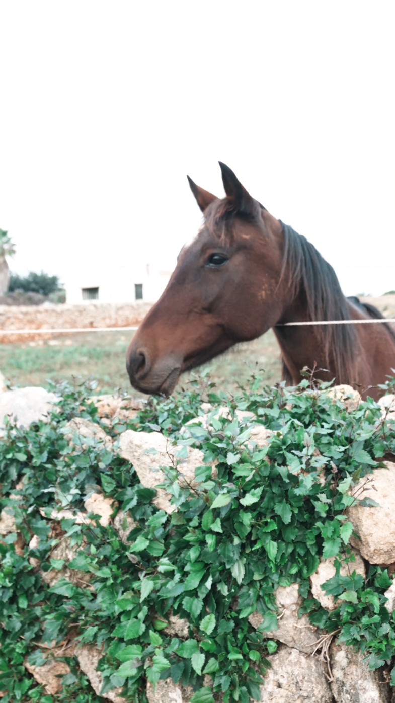 el final es demasiado tremendo xd #elcromas 