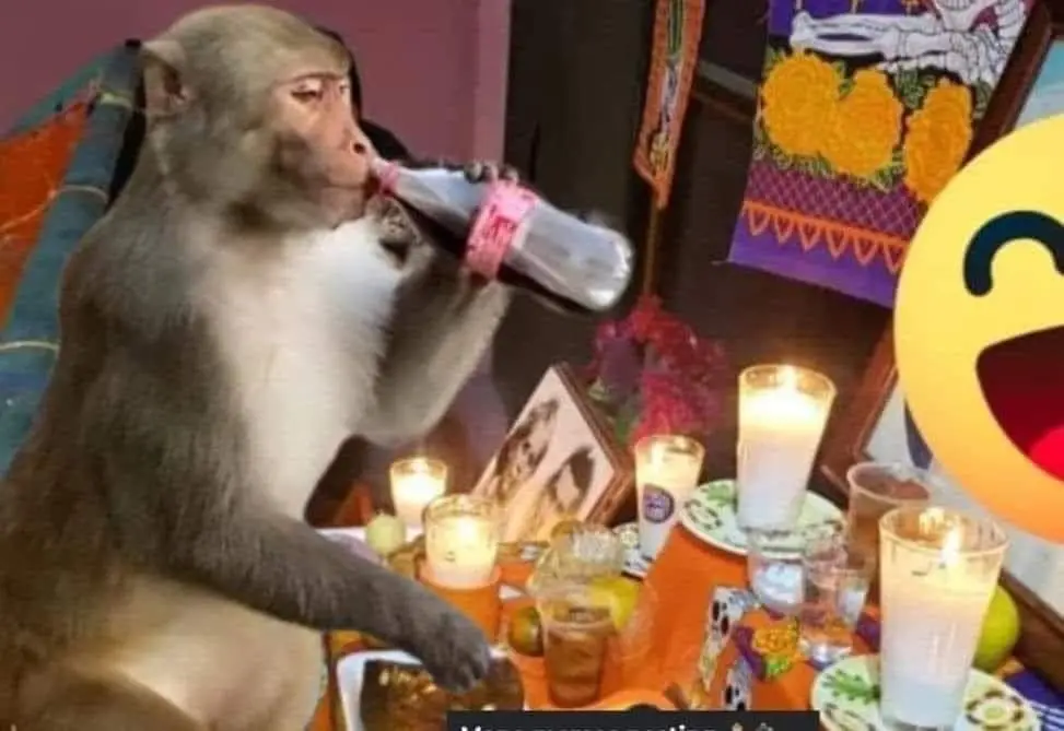 Mi abuelita: Sí vino mi viejo por su coquita  Yo a media noche: #fyp #parati 