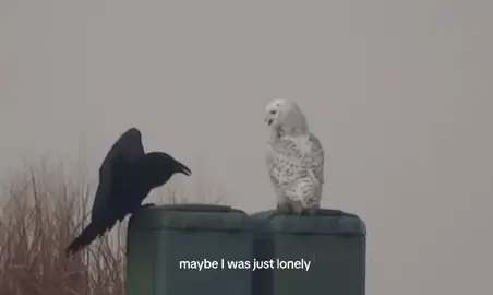 i just wanted love #fyp #webweaving #fypviral #wintervibes #ravens #latenightthoughts #Relationship #deep #relatable #animalsoftiktok #snow #MentalHealth #viralvideos #realcore #sadpoetry #nostalgia 
