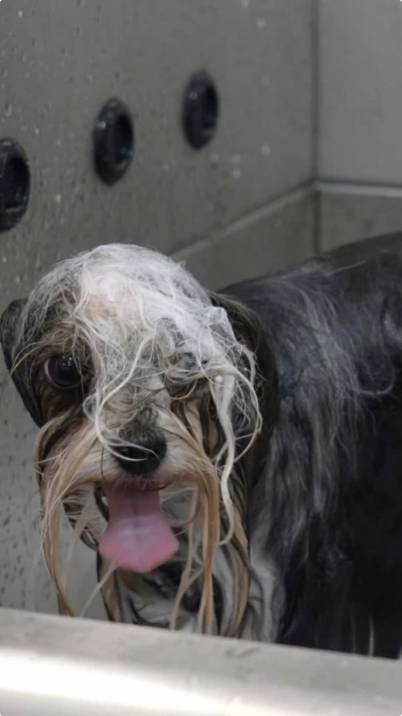 I would like to introduce you to the Dutches herself 👑 #groomer #groomerlife🐾 #animalovers #petloversoftiktok #fyp #viral #doglover #dogsoftiktok 