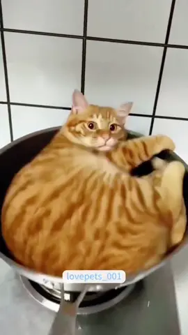 Cat in the kitchen.#cats #cutecats #foryou #funnytiktok #funnyvideos #usa #funnyanimals #fypシ #viral #funnycat #funnypets #catlover 