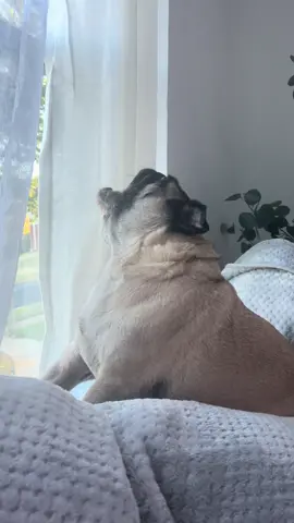 they way he looks at me when i ask if he is done 😒 #monday #tuesday #momforgot #pug 