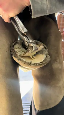 #farrier #horse #fyp #tiktokfarrier #hoofcare #asmr #satisfying #oddlysatisfying #therapy #hoofcleaning 