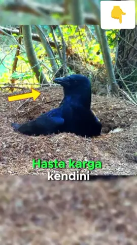 #dahauzunvideo Kargan's Acid Bath with Ants_ 🐦‍⬛🐜🤮
