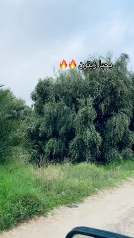 #fyb #machalh🧿❤️ #زيتون #زيت #المغرب🇲🇦تونس🇹🇳الجزائر🇩🇿 #sidi_bouzid #الشعب_الصيني_ماله_حل😂😂 