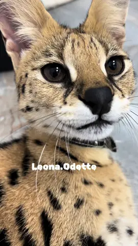meowww! #leonaodette #meow #cat #serval 