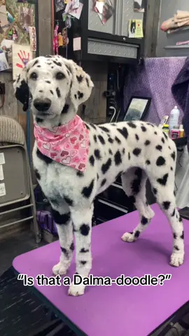 The reason we’re never doing this dye job again 😭