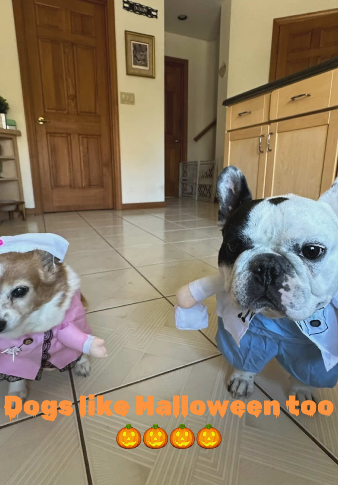 Tank Tuesday Halloween Edition What costume did we select for Tank?  #TankTuesday