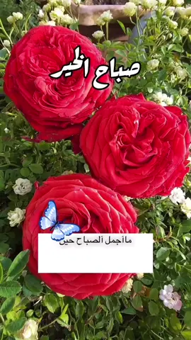 #القران_الكريم_راحه_نفسية   #الا_بذكر_الله_تطمئن_القلوب #صباحكم_سعادة_لاتنتهي #صباحيات_جميلة #قهوة_الصباح 