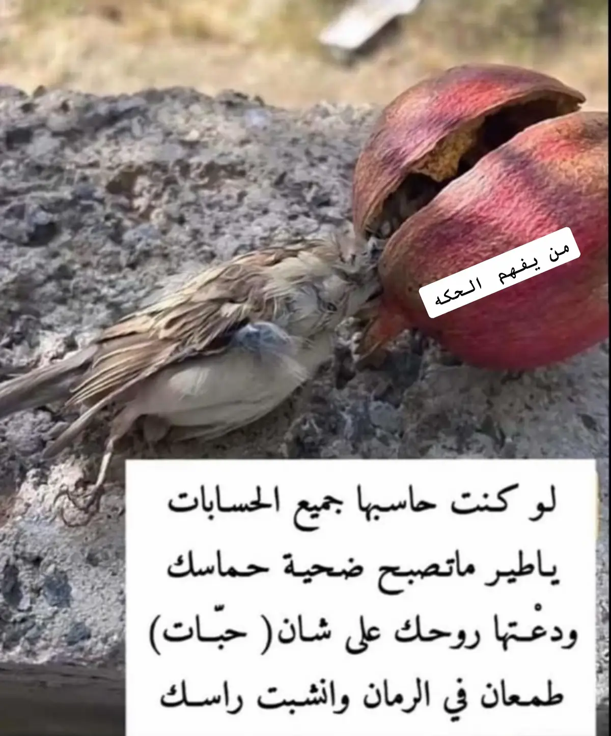 #اكسبلورexplore❥🕊🦋💚❤ #يابري_حالي_بريااااهہ🤕💔👌🏻🤞🏻 #اكسبلوررررر #حكمة_اليوم_علمتني_الحياة_والتجارب #قصيده_شعر_بوح_كلام_من_ذهب👌👌✅✅ #مقصوده_وبقوة😂👌🏻🔥 