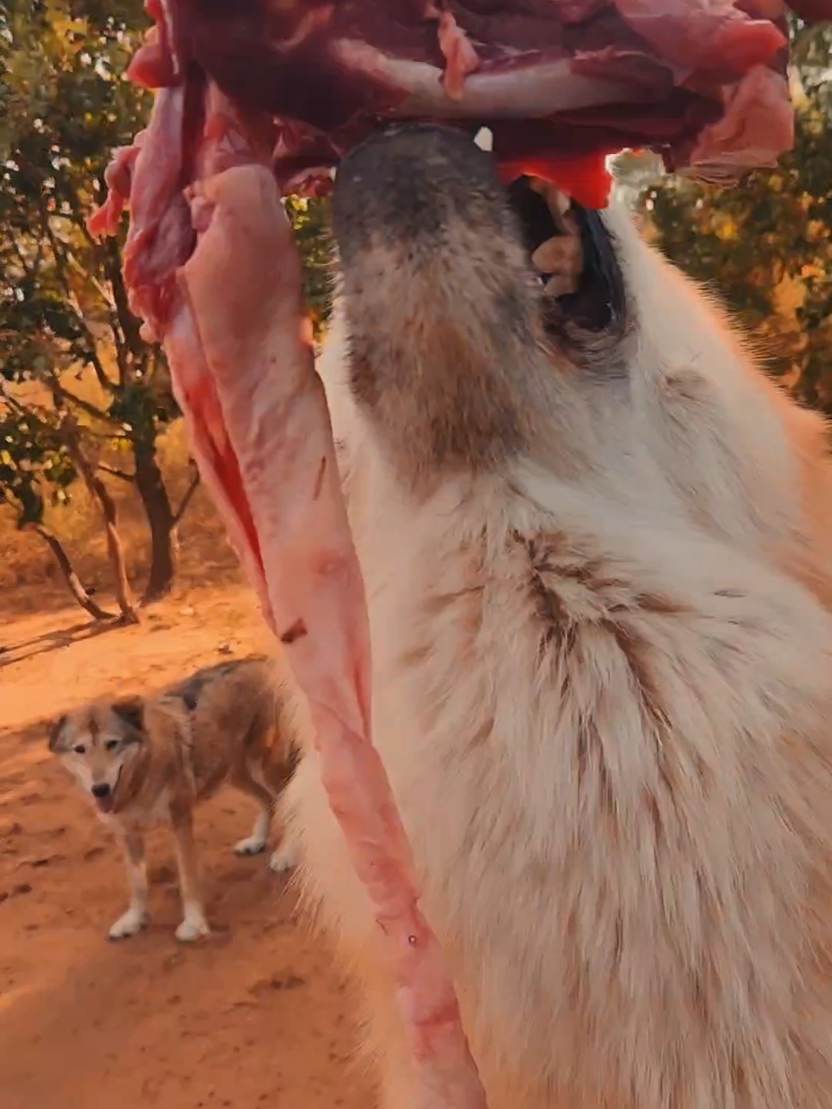 HAPPY HALLOWEEN FROM NOMAD'S #Halloween2024 #trickortreat #animals #wolf #candy #costumes 