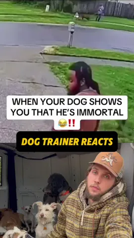 ⚠️ DOG TRAINER REACTS ⚠️ - French Bulldog runs out of house and gets hit by car #DogTraining #dogtrainingtips #puppytraining #dogobedience #doglover #dogpsychology #dogtrainerreacts #reactionvideo #rescuedog #frenchbulldog #fyp